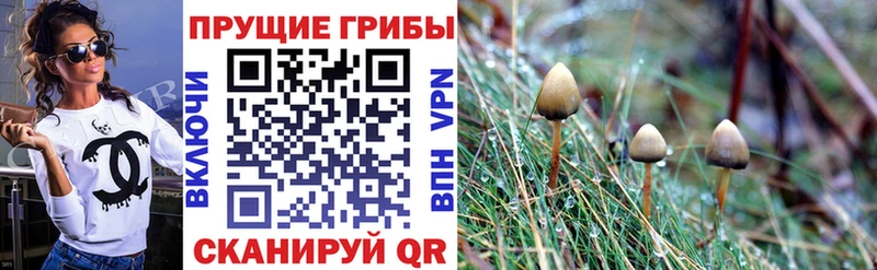 Купить где  Среднеуральск  Галлюциногенные грибы Cubensis 
